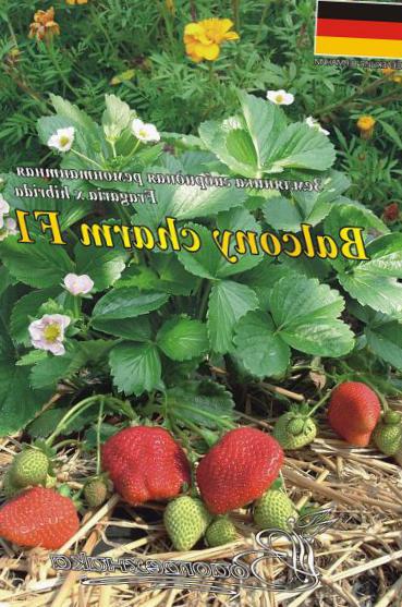 Клубника «пандора»: описание сорта, агротехника выращивания, ухода и посадки ягоды в открытом грунте (фото)