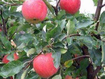 Описание сорта яблони чудное: фото яблок, важные характеристики, урожайность с дерева