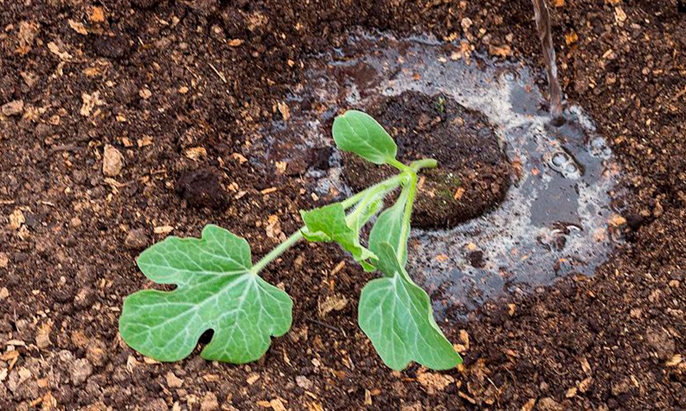 Как вырастить арбузы и дыни в подмосковье, сорта
