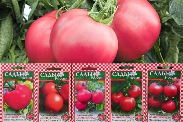 Вкусные и потрясающие томаты «малиновый гигант»: описание сорта, выращивание, фото помидоров