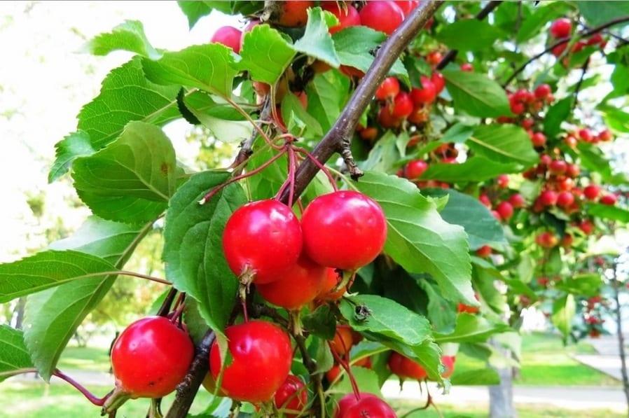 Описание яблони сорта Ягодная Сибирячка, посадка и выращивание из семян