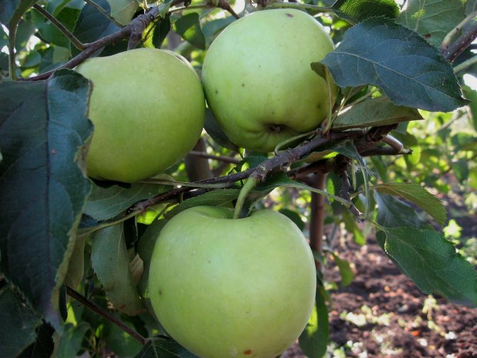 Сорт яблони имант, описание, характеристика и отзывы, а также особенности выращивания данного сорта