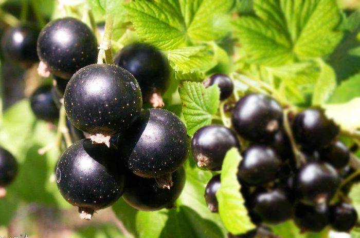 Смородина черная титания: описание сорта и отзывы про выращивание