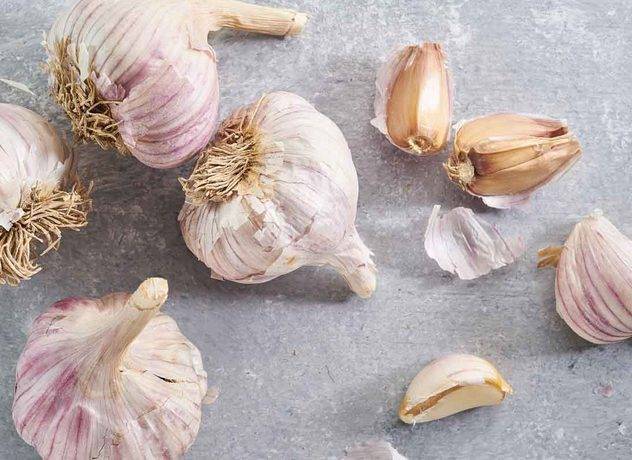 Описание озимого сорта чеснока комсомолец: от выращивания до применения