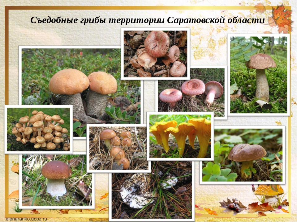 Распространенные грибы ростовской области: название, описание и фото