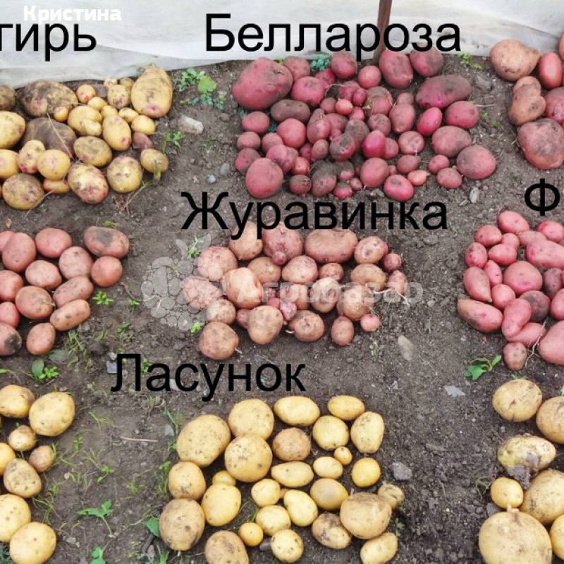 Картофель «ласунок» - описание сорта, отзывы, выращивание и уход