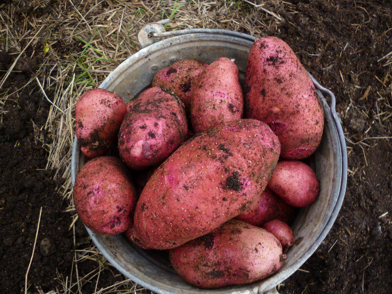 «наташа» — картофель для любителей желто плодных сортов