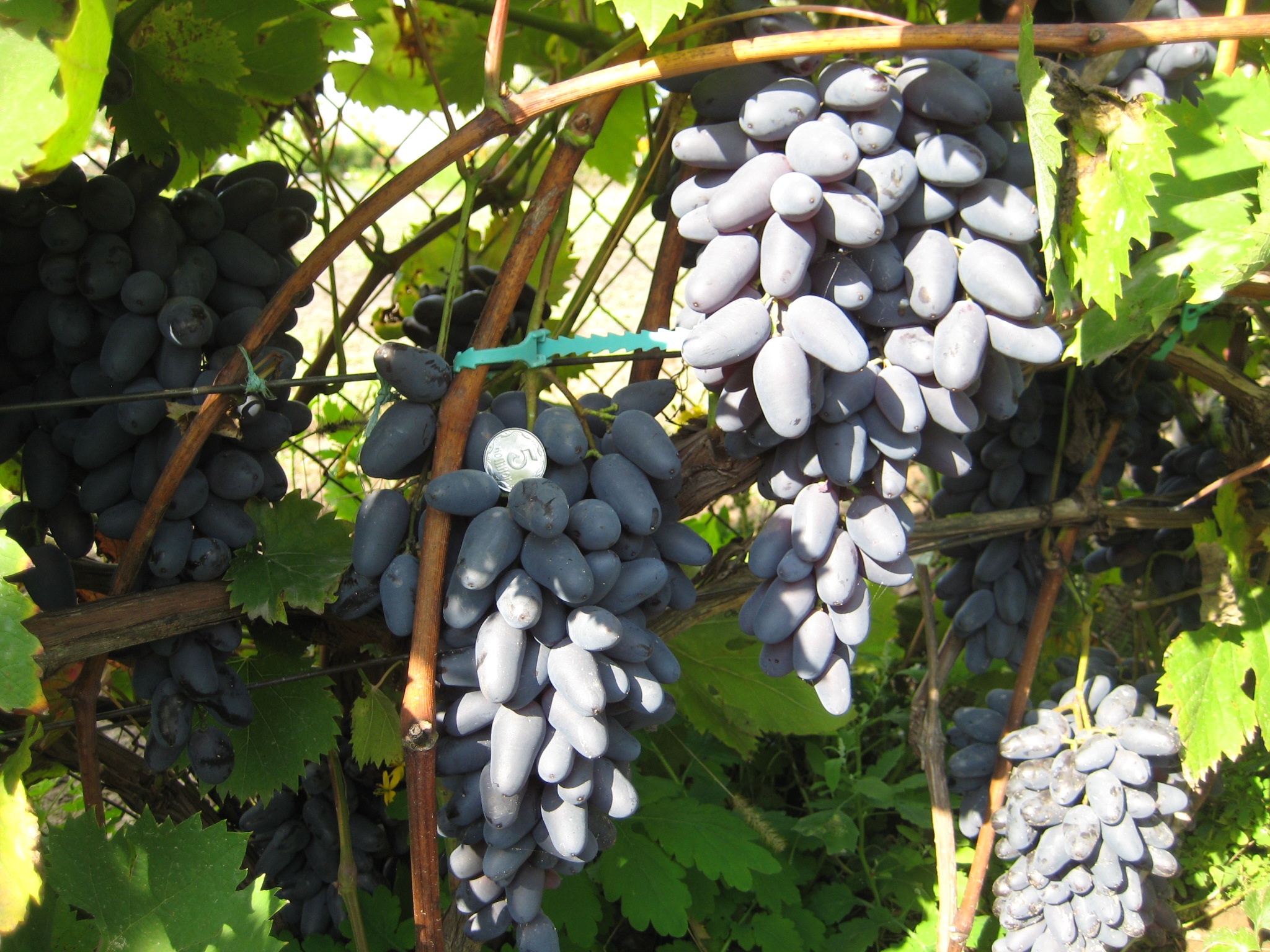 Сорт винограда виура: описание и характеристика, выращивание и уход, болезни