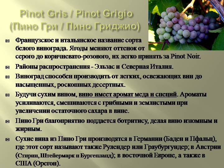 Гибрид красного винограда пинотаж