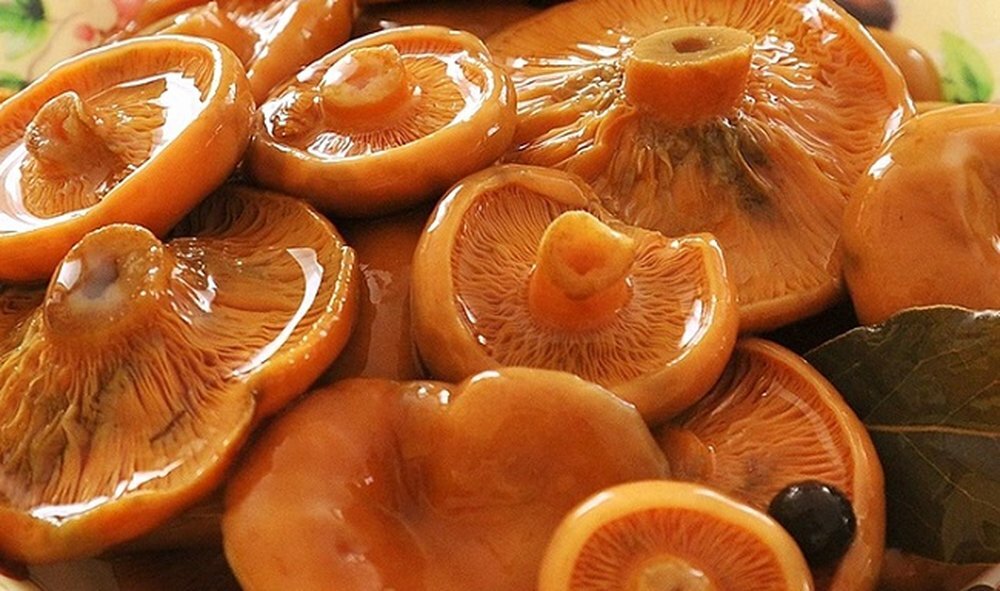 Как мариновать рыжики на зиму в банках: простые рецепты заготовки грибов
