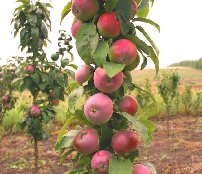 Секреты яблоневого сада в сибири. посадка - сад