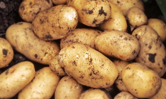 Характеристика сорта картофеля адретта