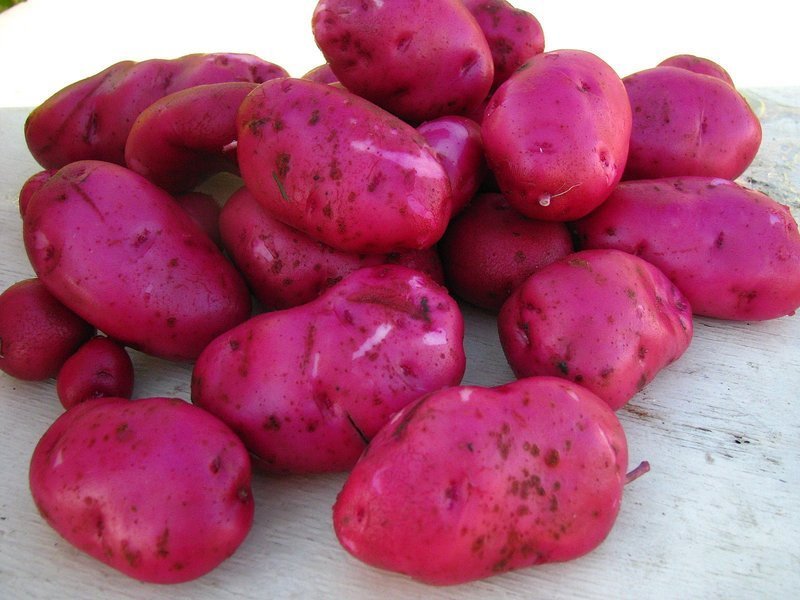 Фиолетовая картошка — просто картофель или экзотический деликатес?