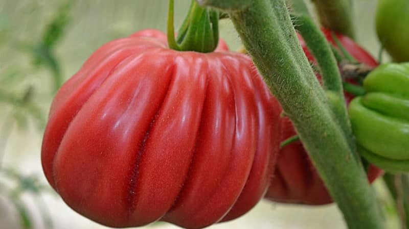 Удивительный на вид томат «инжир розовый» со сладким фруктовым вкусом – сорт для настоящих гурманов