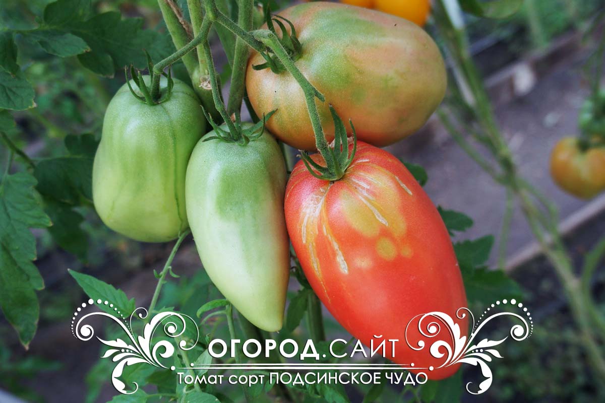 Подсинское чудо – как вырастить сладкие сливовидные томаты, подробное описание и советы по уходу