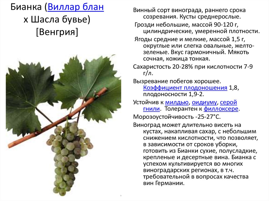 Особенности винограда «бианка»