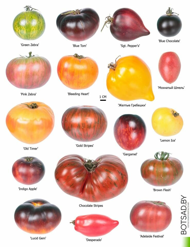 Семена томатов от коллекционеров на 2021 год