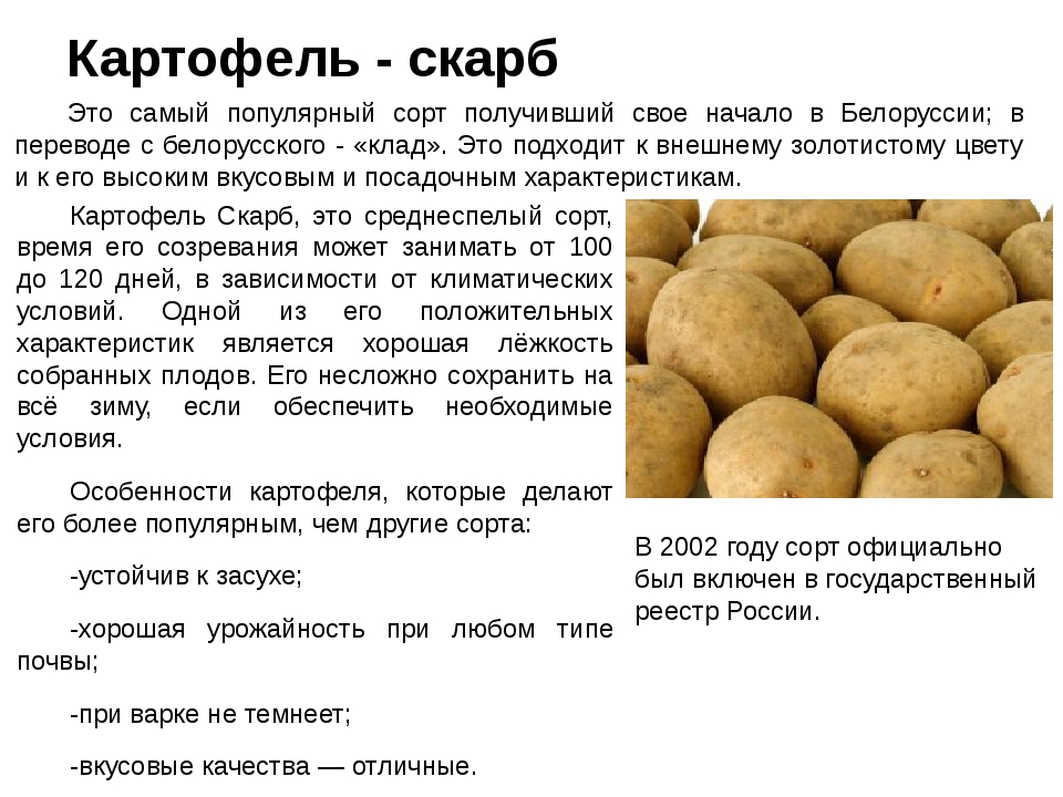 Картофель гала: описание сорта, отзывы, фото
