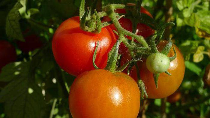 Томат санрайз: характеристика и описание сорта, урожайность с фото
