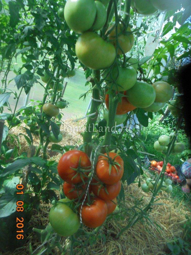 Томат марьина роща f1: отзывы, урожайность и описание сорта + фото куста