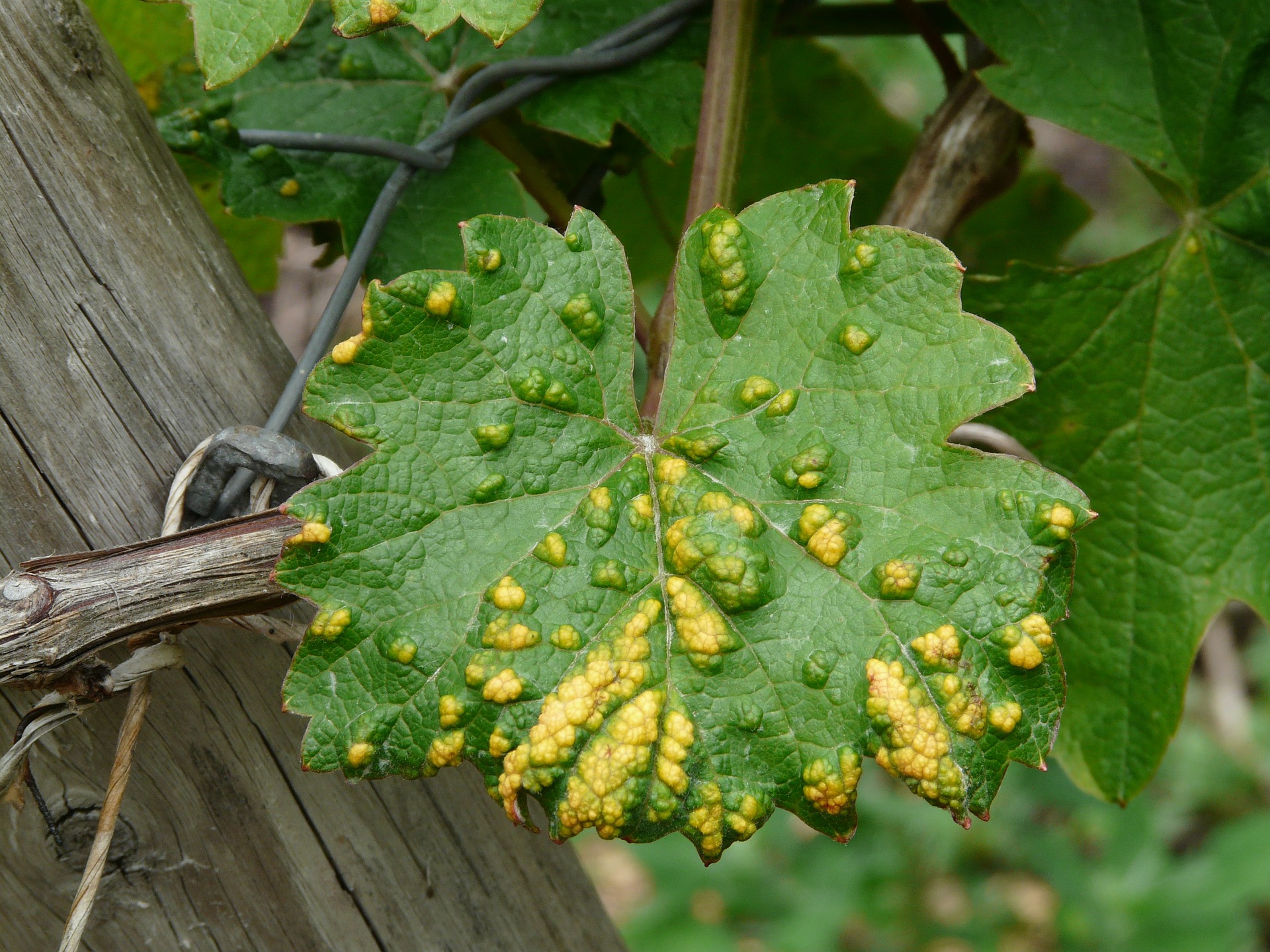 На листьях винограда появились пятна – что делать и чем лечить кусты
