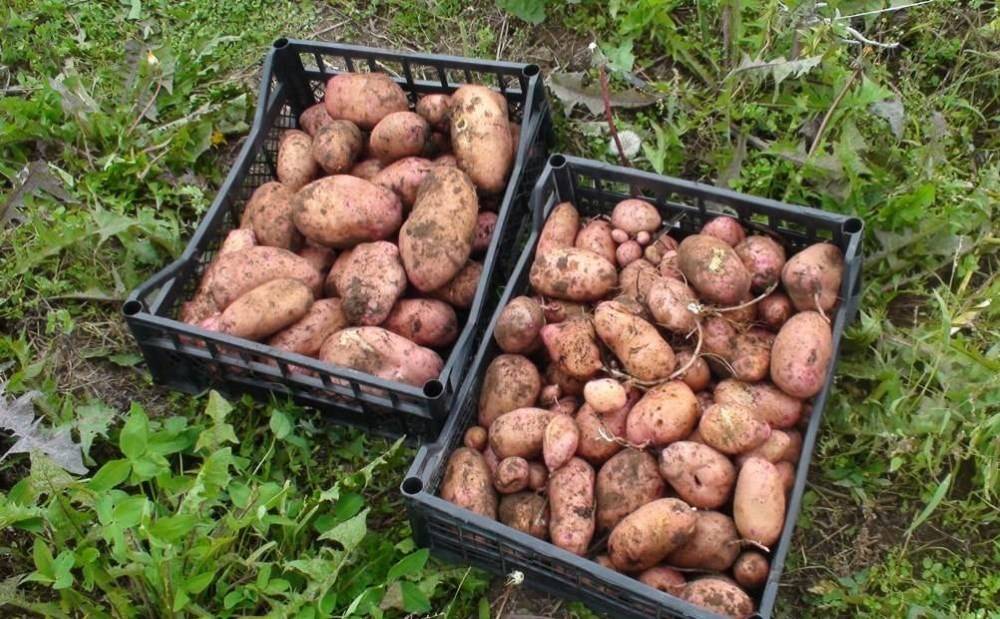 Сорт картофеля ильинский: описание и характеристика, отзывы
