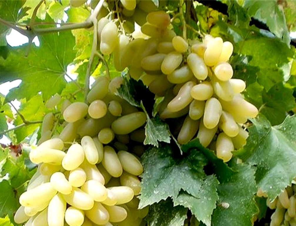 Сорта винограда — лучшие сорта, характеристики и особенности выращивания (75 фото)