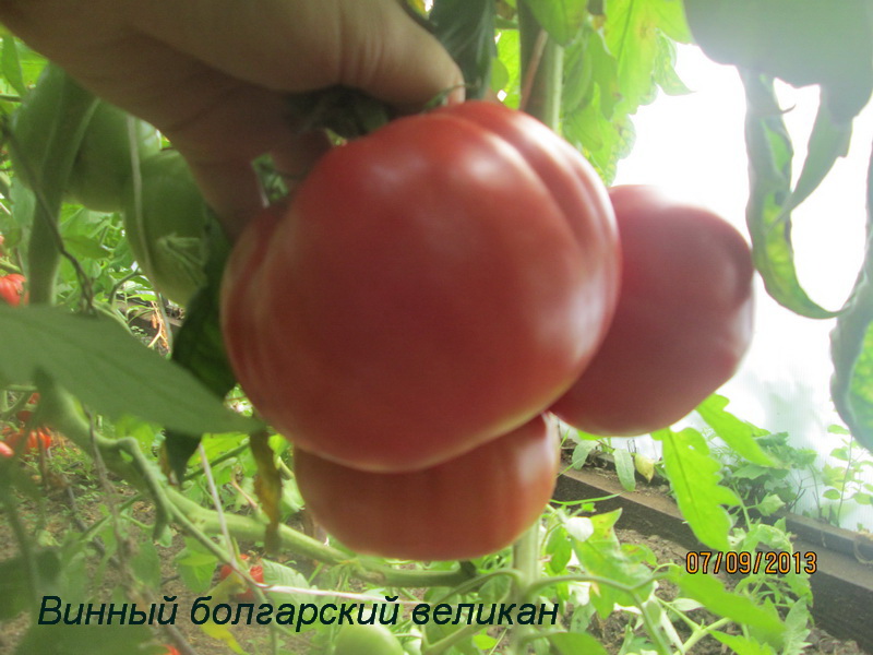 Томат “малиновый гигант”: простая агротехника и отличный урожай