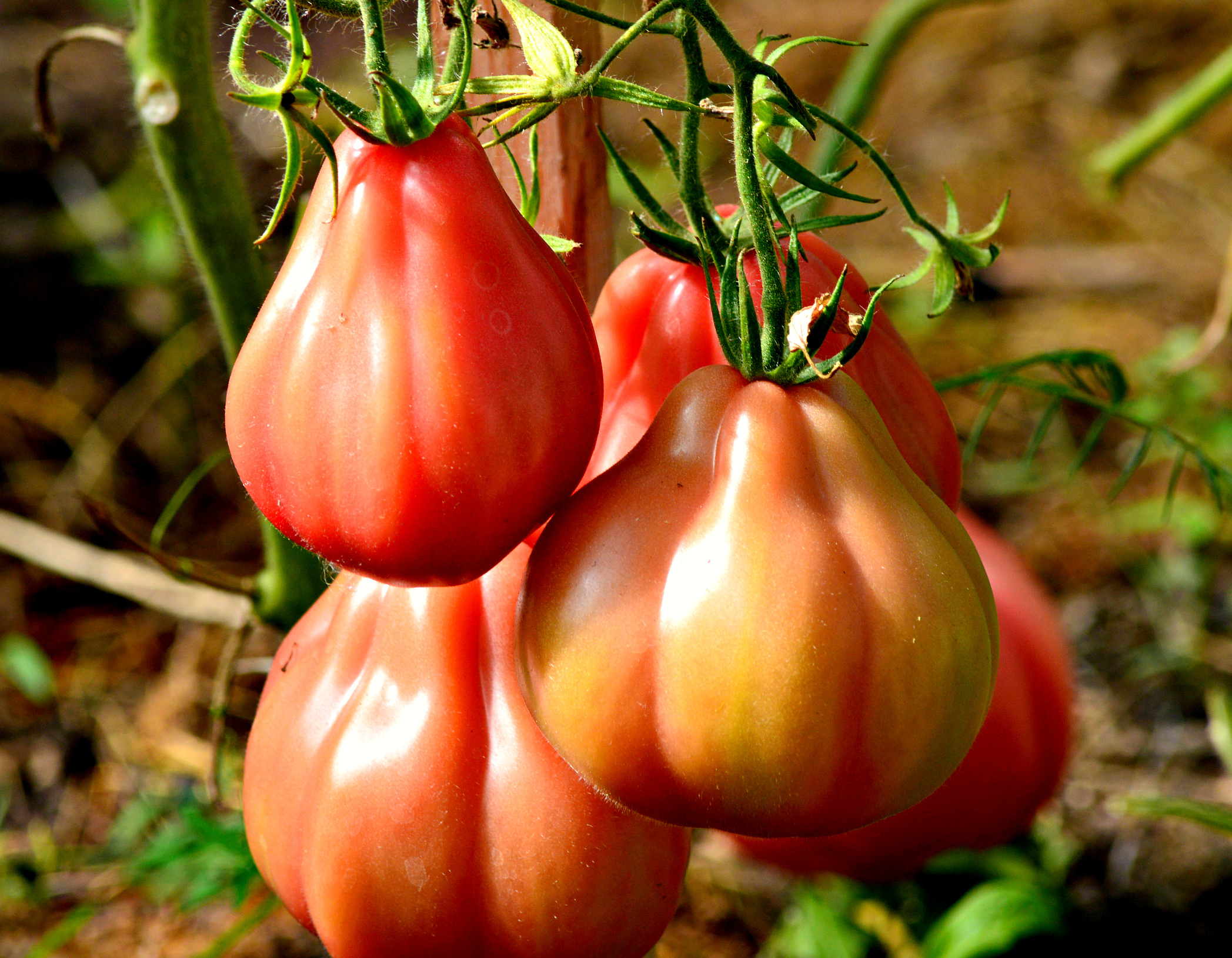 Желтые сорта томатов: самые сладкие, вкусные и урожайные, описание с фото, отзывы, ранние, черри, для открытого грунта и теплицы