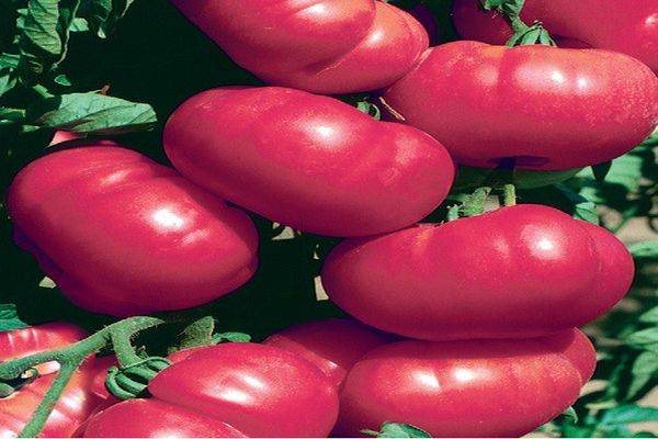 Описание гибридного томата рапсодия и рекомендации по выращиванию растения