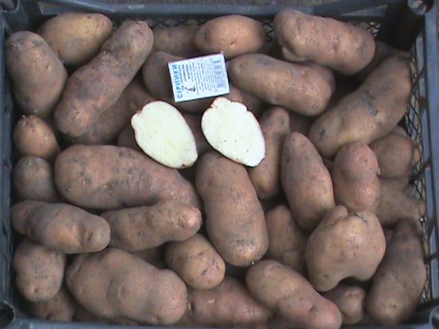 Картофель иван да марья (в простонародье красная шапочка, матрешка): описание сорта, его фото, отзывы тех, кто выращивал