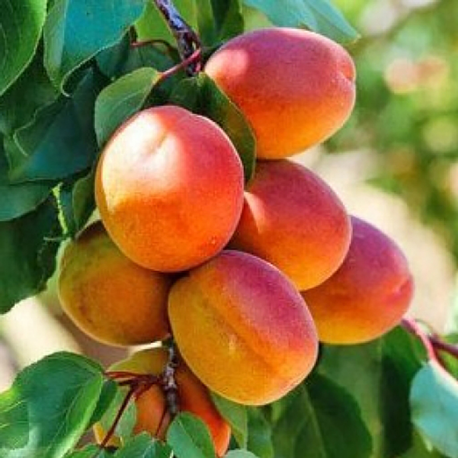 Сорт абрикоса краснощекий: описание фото и отзывы
