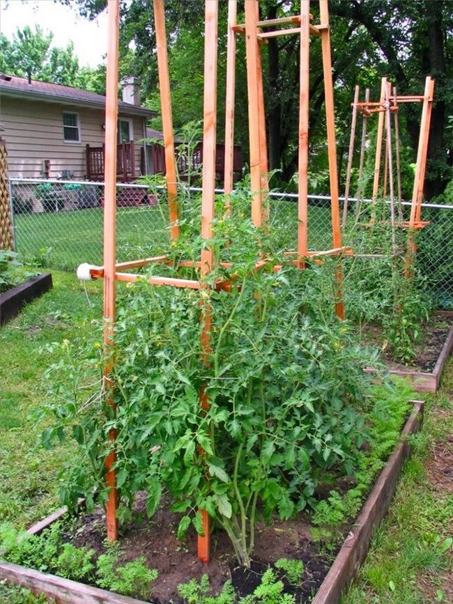 Шпалера для помидор | вырасти сад!