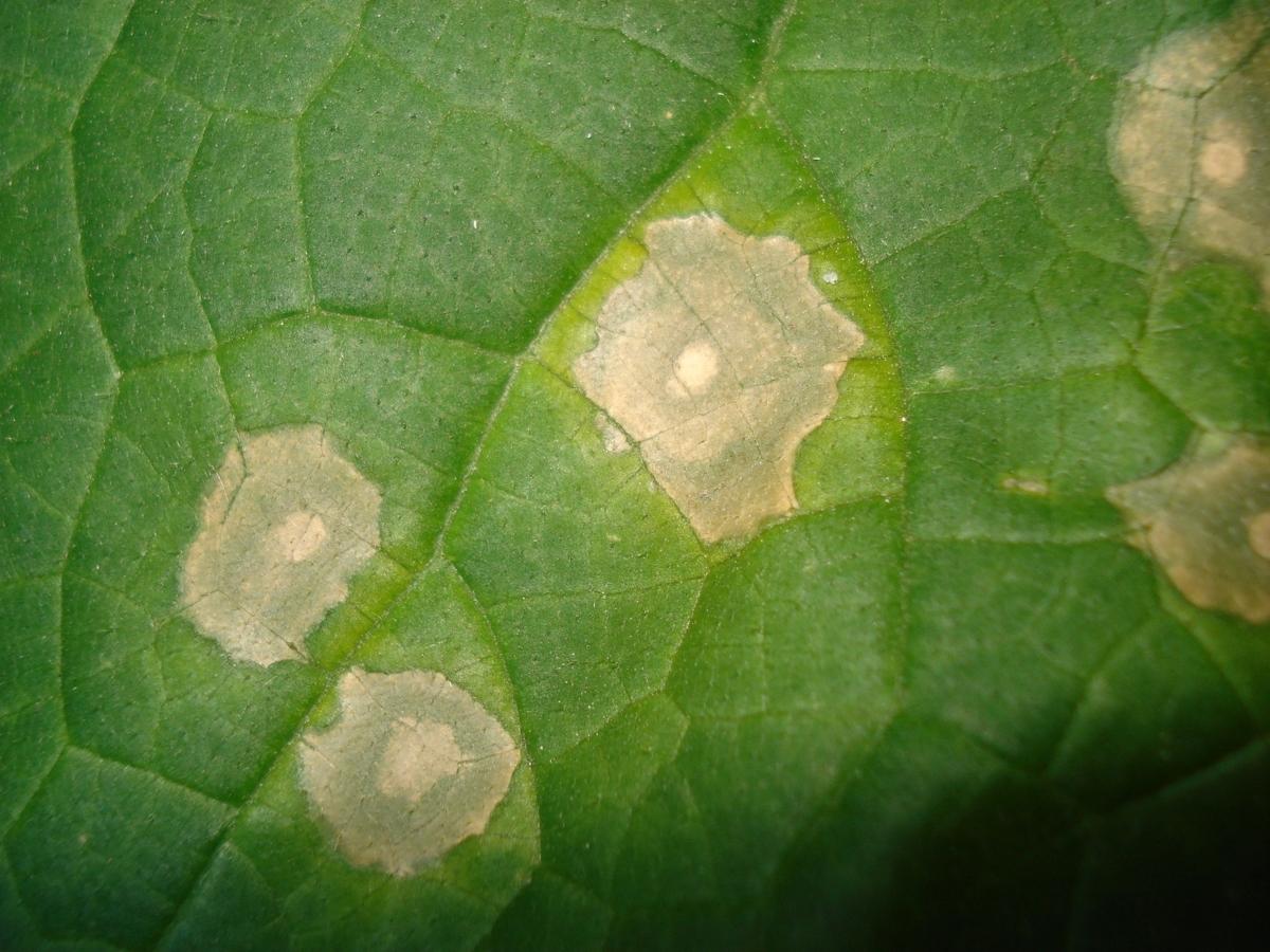 Желтые точки на листьях огурца: причины появления и эффективные средства борьбы с заболеванием