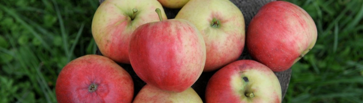 Яблоня «орловим» — описание сорта, посадка и уход