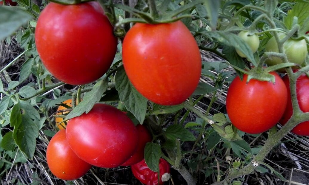 Как посадить и вырастить томат «маруся»