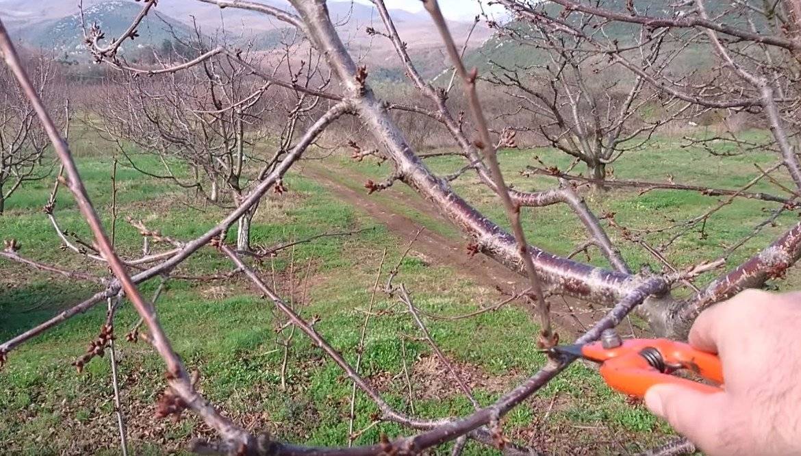 Обрезка вишни - правила и техника обрезки фруктовых деревьев (видео + 95 фото)