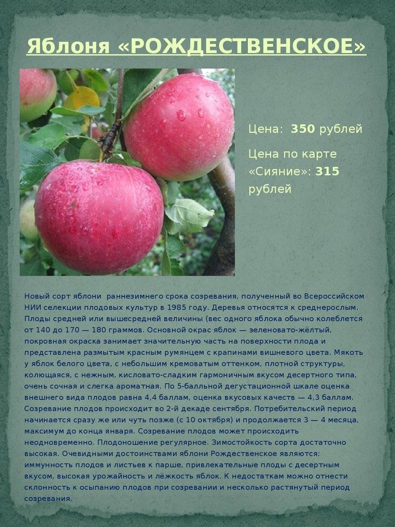 Яблоня ауксис — описание сорта, фото, отзывы