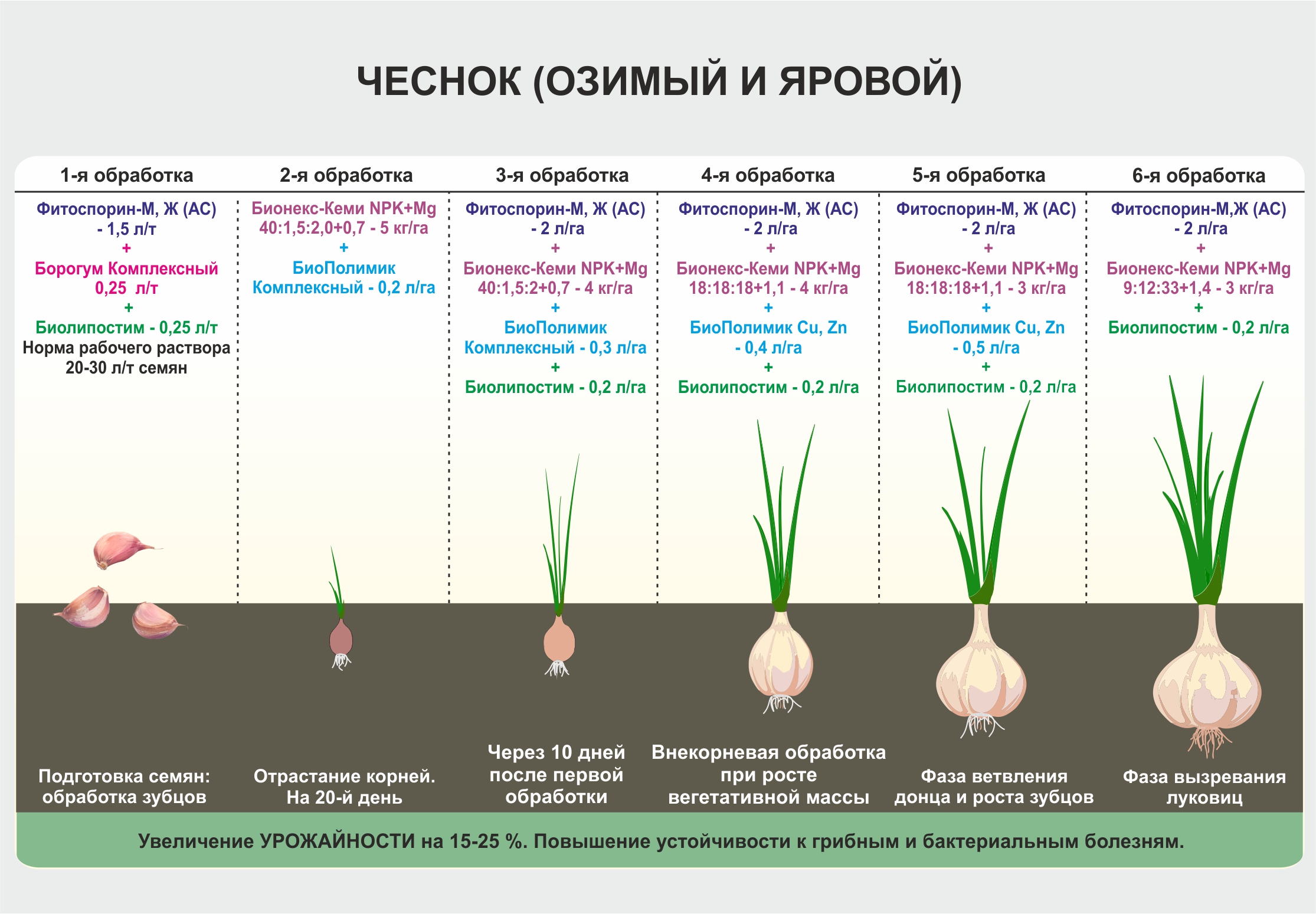 ✅ все о поливе лука после посева в открытый грунт: нужно ли поливать, и как часто - tehnomir32.ru