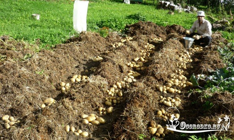 Как посадить, выращивать и ухаживать за картофелем под соломой пошагово