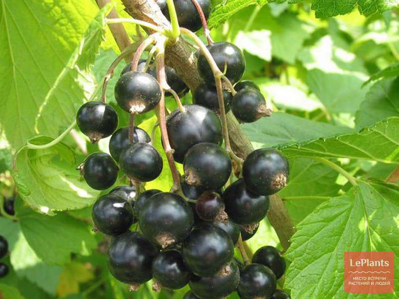 Лучшие сорта черной крупноплодной смородины - самые сладкие и сочные культуры, выбор саженцев крупноплодных сортов