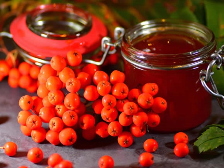 Красная рябина - рецепты заготовок на зиму
