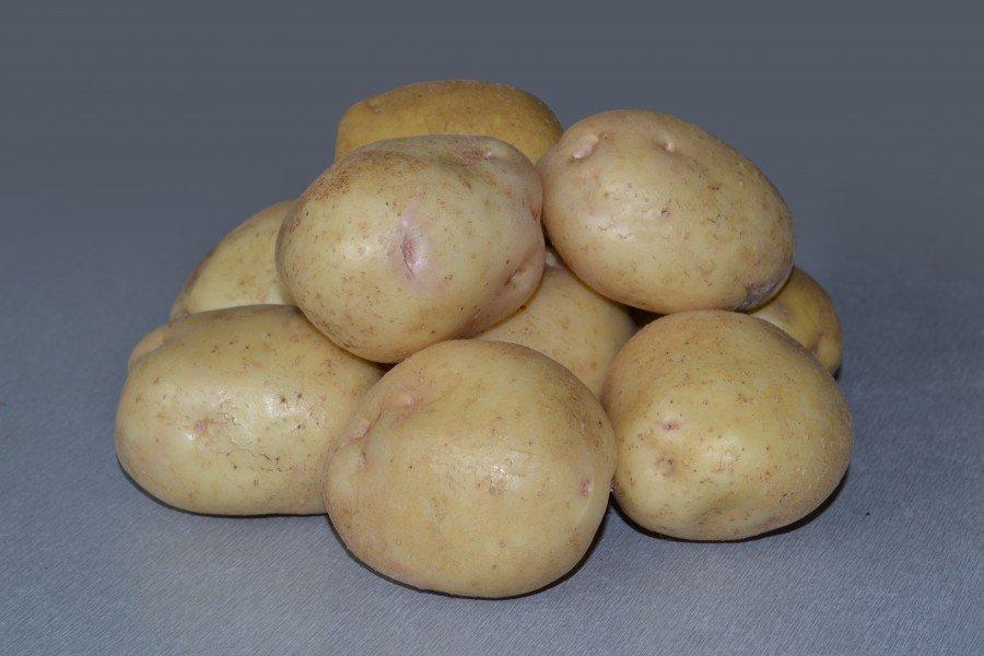 Картофель импала