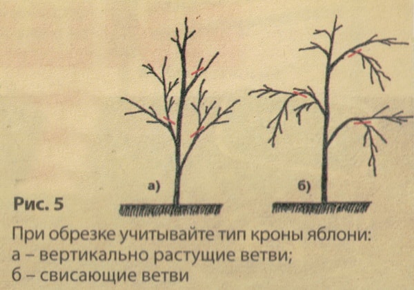 Особенности выращивания колоновидной черешни
