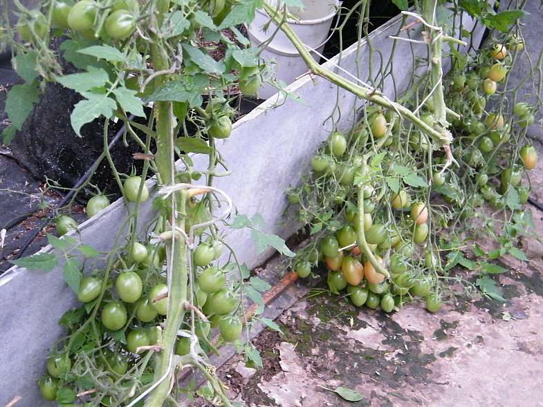 Как вырастить томат чио-чио-сан в открытом грунте или теплице: пошаговое руководство и советы дачников со стажем