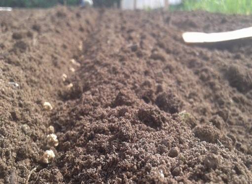 Посадка свеклы семенами в открытый грунт весной. лучшие семена и сорта свеклы для открытого грунта.