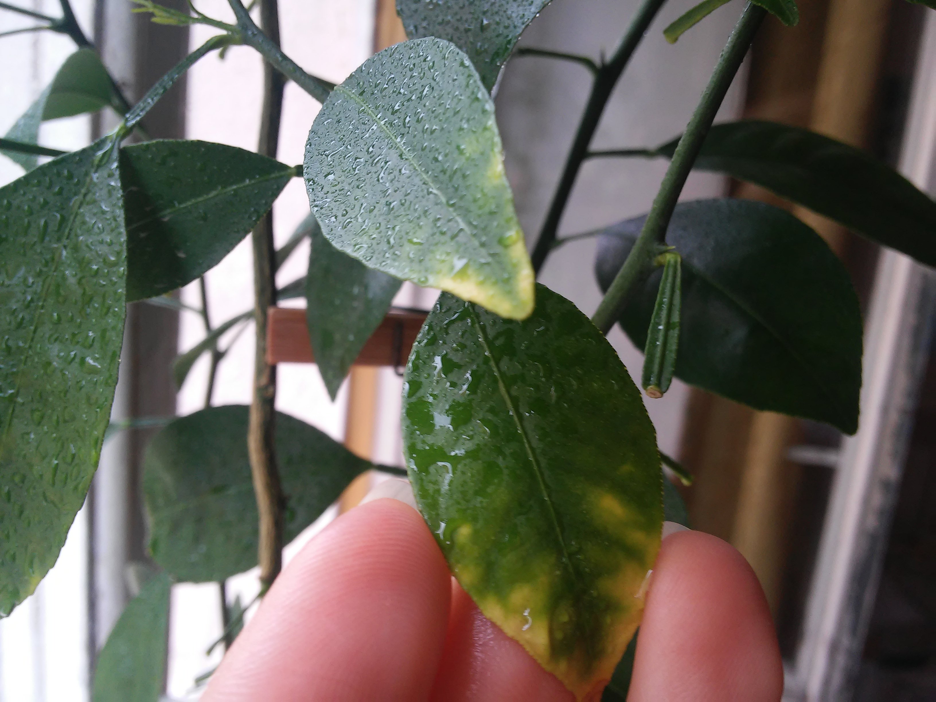 Опадают листья у комнатного мандарина: причины и лечение