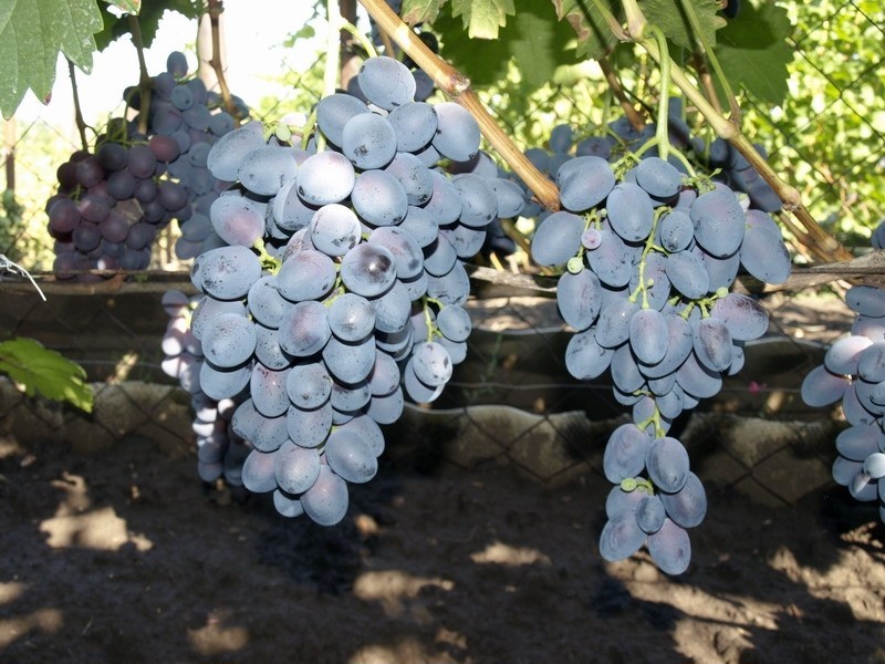 Сорт винограда агат донской – сайт о винограде и вине