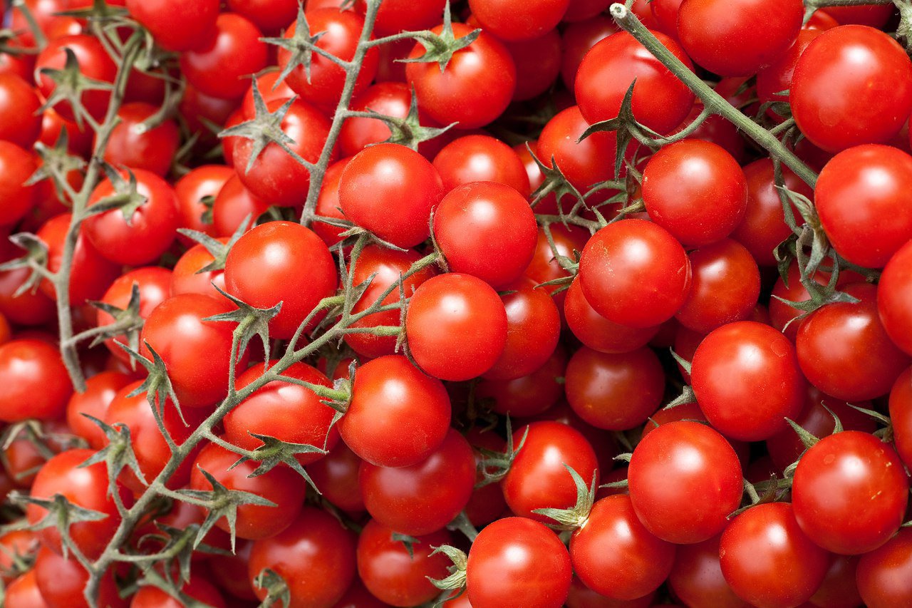 Помидор черри выращивание: когда сеять рассаду и как вырастить из нее томаты? секреты посадки, ухода русский фермер