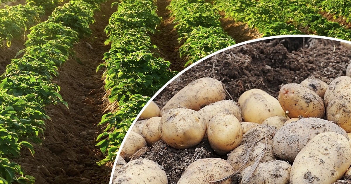 Особенности выращивания картофеля: агротехника. как вырастить картофель? фото — ботаничка.ru